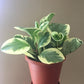 Peperomia Golden Gate - Live Plants in 4 Inch Growers Pots - Peperomia Obtusifolia - Rare and Elegant Indoor Houseplant