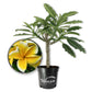 Plumeria Tree - Frangipani - Live Plants in 3 Gallon Grower&