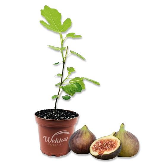 Fig Tree - Live Plants in 4 Inch Pots - Ficus Carica - Edible Fruit Tree for The Patio and Garden