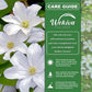 Clematis Huldine - Live Starter Plants in 2 Inch Growers Pots - Starter Plants Ready for The Garden - Rare Clematis for Collectors