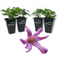 Clematis Alionushka - Live Starter Plants in 2 Inch Growers Pots - Starter Plants Ready for The Garden - Rare Clematis for Collectors