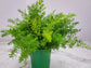 Sprengeri Fern - Live Plant in a 6 Inch Grower&