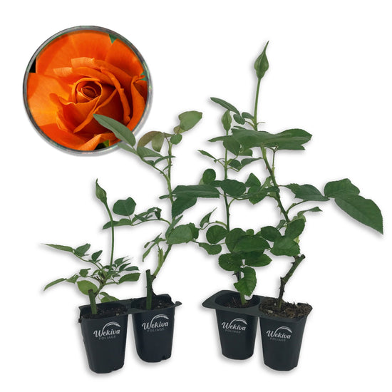 Pumpkin Patch Rose Bush - Live Starter Plants in 2 Inch Pots - Beautifully Fragrant Heirloom Rose from Florida - A Versatile Beauty with a Rich Fragrance