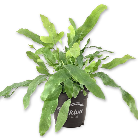 Blue Star Fern - Live Plant in a 4 Inch Pot - Phlebodium Aureum - Beautiful Clean Air Indoor Houseplant Fern