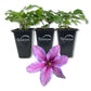 Clematis Tumaini - Live Starter Plants in 2 Inch Growers Pots - Starter Plants Ready for The Garden - Rare Clematis for Collectors