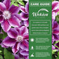 Clematis Kilian Donahue - 2 Live Starter Plants in 2 Inch Growers Pots - Starter Plants Ready for The Garden - Rare Clematis for Collectors