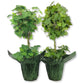 English Ivy Globe in Festive Holiday Cover 2-Pack - Red - 2 Live Plants in 4 Inch Pots - Hedera Helix - Florist Quality - Beautiful Easy Care Indoor Air Purifying Topiary Houseplant Vine