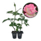 Grace De Monaco Rose Bush - Live Starter Plants in 2 Inch Growers Pots - Beautifully Fragrant Hybrid Tea Rose from Florida - A Versatile Beauty with a Rich Fragrance