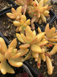 Copper Sedum Plant - Live Starter Plants in 2 Inch Growers Pots - Sedum Nussbaumerianum - Rare and Colorful Easy Care Succulent