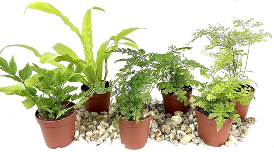 Mini Fairy Garden - Terrarium Fern Assortment - 6 Live Plants in 2 Inch Pots - Rare Ferns from Florida - Growers Choice Based On Health, Beauty and Availability