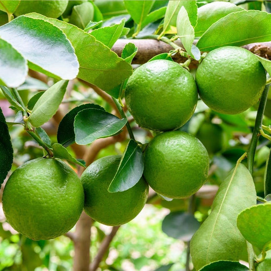 Persian Lime Tree - Live Plants in 1 Gallon Pots - Florida Only - Citrus Latifolia - Cannot Ship Out of Florida - Beautiful Fruit Tree for Patio and Garden