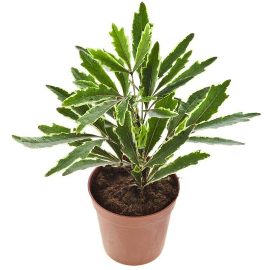 Aralia Bianca - Live Starter Plants in 2 Inch Pots - Dizygotheca Elegantissima - False Aralia Variagated Indoor Outdoor Fast Growing Hardy Evergreen