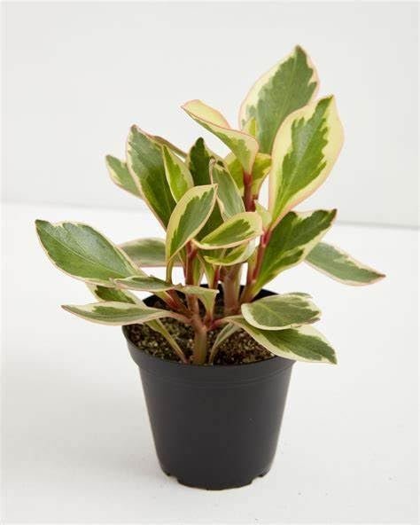 Peperomia Ginny - Live Plants in 4 Inch Growers Pots - Peperomia Clusiifolia - Rare and Elegant Indoor Houseplant