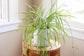 Enchanting Spider Plant - Live Starter Plants in 2 Inch Pots - Chlorophytum Comosum - Nature&