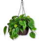 Sweetheart Philodendron Hanging Basket - Live Plant in an 8 Inch Hanging Basket - Philodendron Cordatum - Rare and Elegant Indoor Houseplant