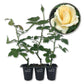 Elegant Beauty Rose Bush - Live Starter Plants in 2 Inch Growers Pots - Beautifully Fragrant Hybrid Tea Heirloom Rose - A Versatile Beauty with a Rich Fragrance