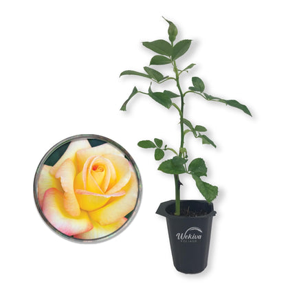 Love and Peace Rose Bush - Live Starter Plants in 2 Inch Pots - Beautifully Fragrant Heirloom Rose from Florida - A Versatile Beauty with a Rich Fragrance