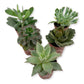 Succulent Variety Pack - 5 Live Starter Plants in 2 Inch Pots - Grower&