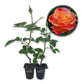 Colorific Rose Bush - Live Starter Plants in 2 Inch Growers Pots - Beautifully Fragrant Floribunda Rose - A Versatile Beauty with a Rich Fragrance