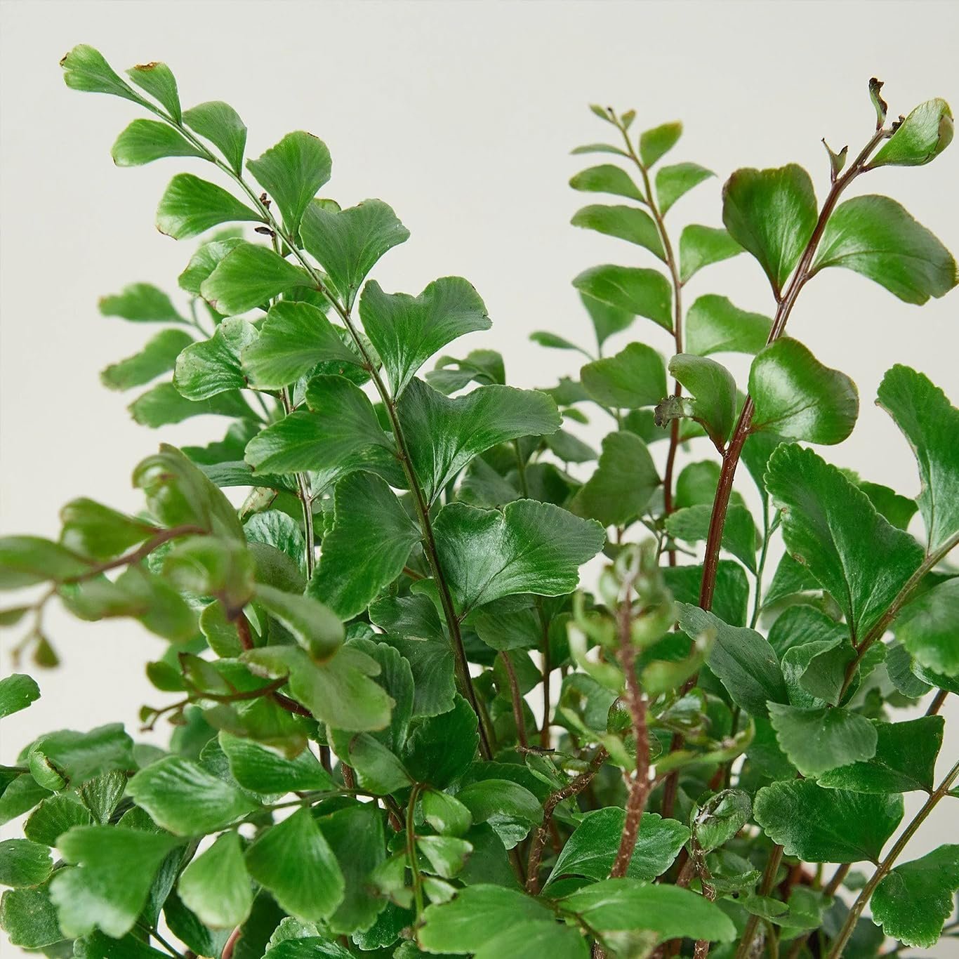 Mahogany Fern - Live Plant in a 6 Inch Grower's Pot - Didymochlaena Tr ...