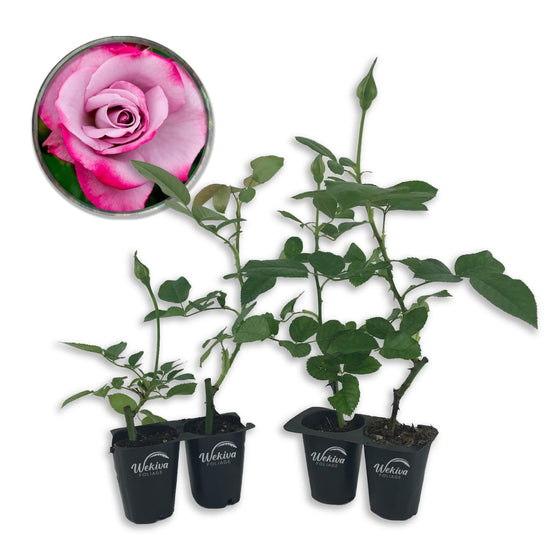 Paradise Rose Bush - Live Starter Plants in 2 Inch Pots - Beautifully Fragrant Heirloom Rose from Florida - A Versatile Beauty with a Rich Fragrance