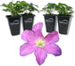 Clematis Comtesse De Bouchaud - Live Starter Plants in 2 Inch Growers Pots - Starter Plants Ready for The Garden - Rare Clematis for Collectors