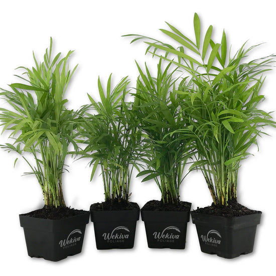 Neanthe Bella Parlor Palm - Live Plants in 3 Inch Pots - Chamaedorea Elegans - Beautiful Clean Air Indoor Houseplant