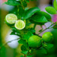 Key Lime Tree - Live Plants in 1 Gallon Pots - Florida Only - Citrus Aurantiifolia - Cannot Ship Out of Florida - Beautiful Fruit Tree for Patio and Garden