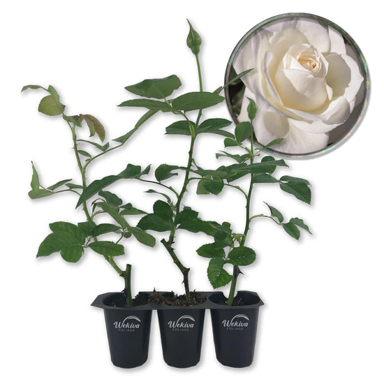 Moondance Rose Bush - Live Starter Plants in 2 Inch Growers Pots - Beautifully Fragrant Floribunda Rose - A Versatile Beauty with a Rich Fragrance