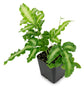 Silver Ribbon Fern - Live Plant in a 6 Inch Grower&