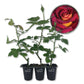 Dark Night Rose Bush - Live Starter Plants in 2 Inch Pots - Beautifully Fragrant Heirloom Rose from Florida - A Versatile Beauty with a Rich Fragrance