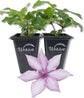 Clematis Giselle - Live Starter Plants in 2 Inch Growers Pots - Starter Plants Ready for The Garden - Rare Clematis for Collectors