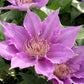 Clematis Bijou - Live Starter Plants in 2 Inch Growers Pots - Starter Plants Ready for The Garden - Rare Clematis for Collectors