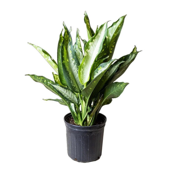 Dieffenbachia Panther - Live Plant in a 4 Inch Growers Pot - Rare and Elegant Indoor Houseplant