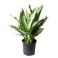 Dieffenbachia Panther - Live Plant in a 4 Inch Growers Pot - Rare and Elegant Indoor Houseplant