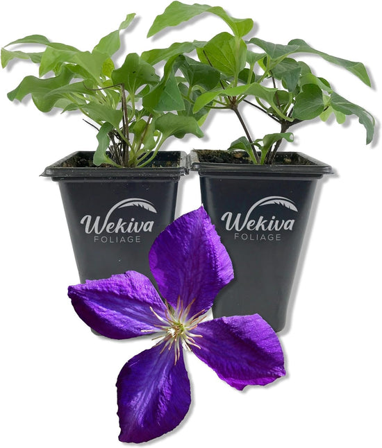 Clematis Jackmanii - Live Starter Plants in 2 Inch Growers Pots - Starter Plants Ready for The Garden - Beautiful Violet Purple Flowering Vine