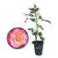 Granada Rose Bush - Live Starter Plants in 2 Inch Pots - Beautifully Fragrant Heirloom Rose from Florida - A Versatile Beauty with a Rich Fragrance