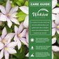 Clematis Samaritan Jo - Live Starter Plants in 2 Inch Growers Pots - Starter Plants Ready for The Garden - Rare Clematis for Collectors