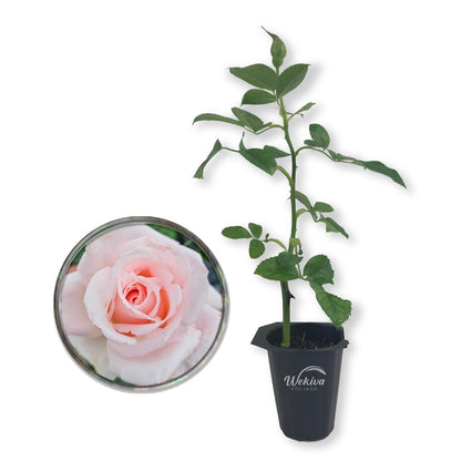 Brides Dream Rose Bush - Live Starter Plants in 2 Inch Pots - Beautifully Fragrant Hybrid Tea Rose from Florida - A Versatile Beauty with a Rich Fragrance