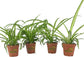 Enchanting Spider Plant - Live Starter Plants in 2 Inch Pots - Chlorophytum Comosum - Nature&