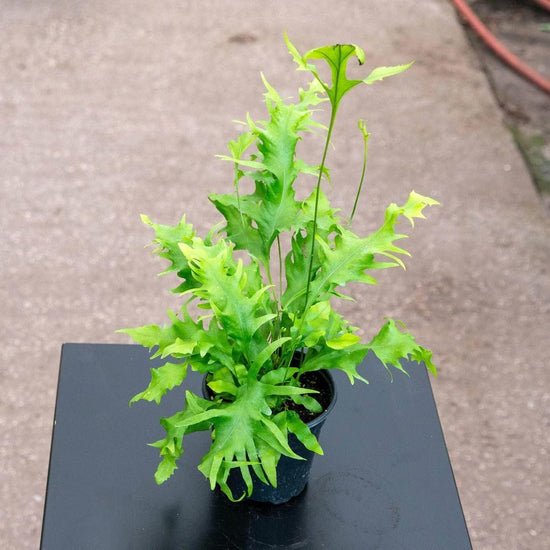 Hawaiian Sunshine Fern - Live Plant in a 6 Inch Grower&