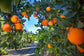 Vernia Orange Tree - Live Plants in 1 Gallon Pots - Florida Only - Cannot Ship Out of Florida - Beautiful Fruit Tree for Patio and Garden