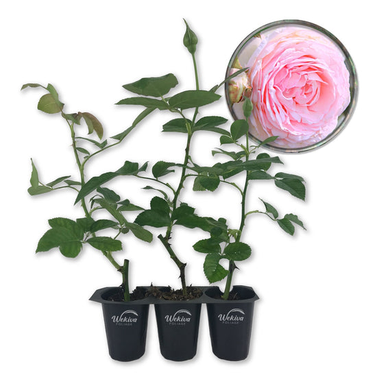 Old English Pink Rose Bush - Live Starter Plants in 2 Inch Pots - Beautiful Roses from Florida - A Timeless Classic Ornamental Rose (1 Plant)