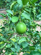 Persian Lime Tree - Live Plants in 1 Gallon Pots - Florida Only - Citrus Latifolia - Cannot Ship Out of Florida - Beautiful Fruit Tree for Patio and Garden