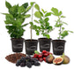Fruit Fusion Variety Pack - 4 Live Plants in 4 Inch Pots - One Each of Barbados Cherry Tree, Mulberry Tree, Coffee Plant, and Fig Tree for Your Edible Garden