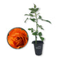 Pumpkin Patch Rose Bush - Live Starter Plants in 2 Inch Pots - Beautifully Fragrant Heirloom Rose from Florida - A Versatile Beauty with a Rich Fragrance