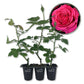 Miss All American Beauty Rose Bush - Live Starter Plants in 2 Inch Growers Pots - Beautifully Fragrant Hybrid Tea Rose - A Versatile Beauty with a Rich Fragrance