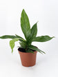 Wavy Anthurium - Live Starter Plants in 2 Inch Pots - Anthurium Plowmanii - Elegant Low Maintenance Air Purifying Indoor Houseplant