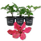 Clematis Ruutel - Live Starter Plants in 2 Inch Growers Pots - Starter Plants Ready for The Garden - Beautiful Maroon Flowering Vine