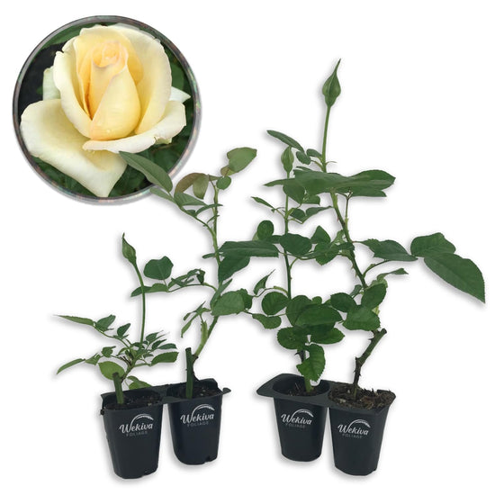 Elegant Beauty Rose Bush - Live Starter Plants in 2 Inch Growers Pots - Beautifully Fragrant Hybrid Tea Heirloom Rose - A Versatile Beauty with a Rich Fragrance